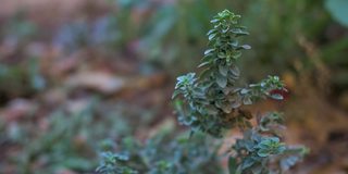 近镜头的百里香植物(胸腺草)优良草本在一个花园在Samaipata，玻利维亚