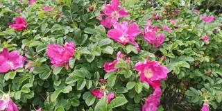 一丛绿色的玫瑰花丛开出亮粉色的花朵，在风中摇曳