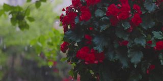 在一个有花的花园里，暴雨和冰雹在一个暴风雨的春天的一天。