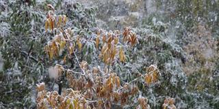 第一场雪落在树枝上。大雪。