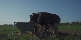 农业，农业和畜牧业主题在法国北部布列塔尼地区。夏天，黑白相间的牛在草地上吃草。法国牛在布列塔尼是双色的。有机肉类乳品业务