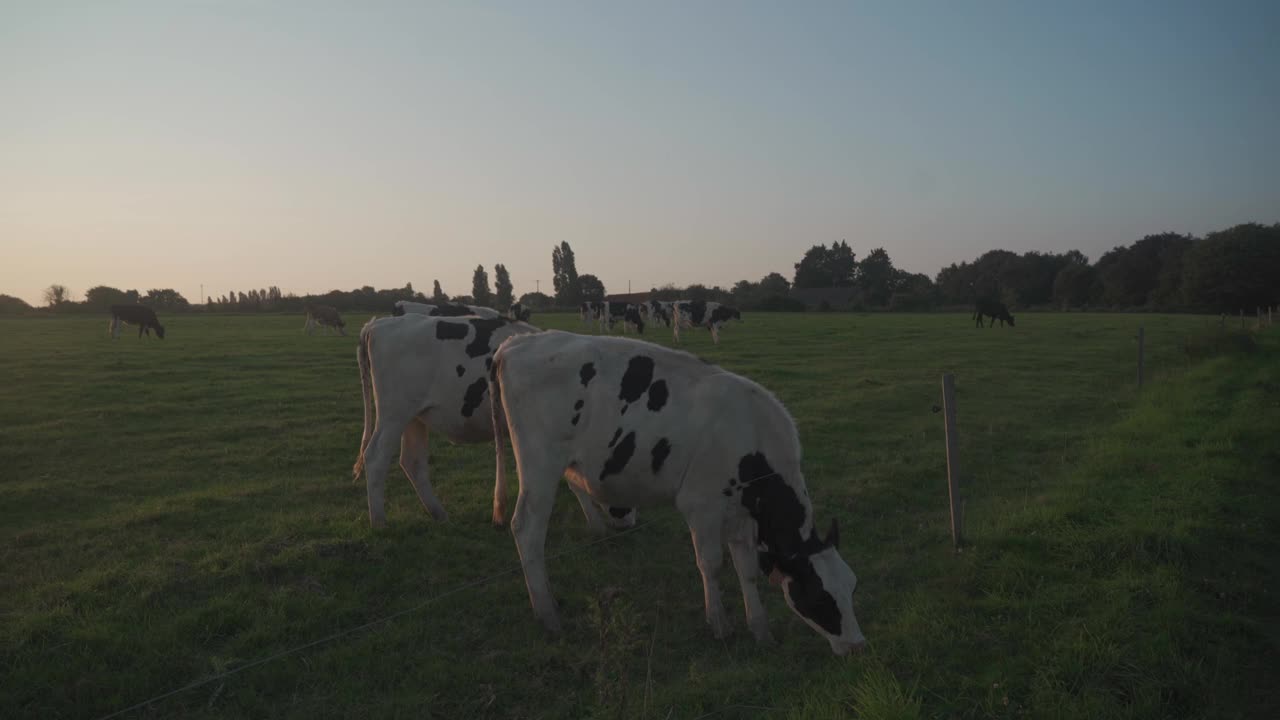 法国布列塔尼地区的黑白奶牛在草地上吃草。夏季乡村景观和奶牛牧场。黑白布列塔尼派黑牛犊和奶牛在田野里吃草