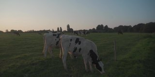 法国布列塔尼地区的黑白奶牛在草地上吃草。夏季乡村景观和奶牛牧场。黑白布列塔尼派黑牛犊和奶牛在田野里吃草