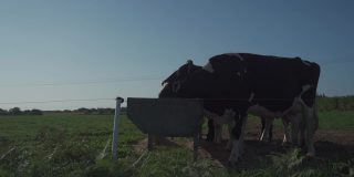 农业，农业和畜牧业主题在法国北部布列塔尼地区。夏天，黑白相间的牛在草地上吃草。法国牛在布列塔尼是双色的。有机肉类乳品业务