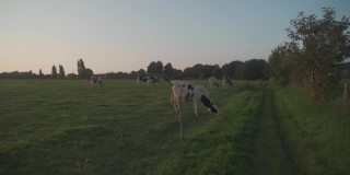 布雷顿黑牛在田野里吃草。布列塔尼地区牧场上的法国黑白奶牛。法国北部布列塔涅的农业、牲畜和有机肉类和牛奶生产主题
