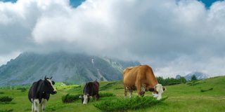 美丽的高山风景与牛在前景，云朵和绿色的草与瑞士。间隔拍摄4 k。