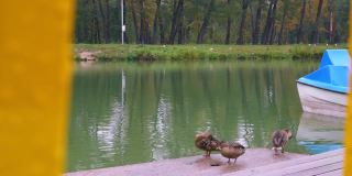 游船停泊的码头上，野鸭在城市池塘里游过泳后，擦着翅膀。城市公园里野生鸟类的生活