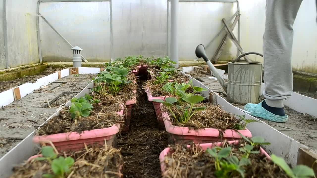 早春时，在温室里给小草莓种植园浇水。测量生命和照顾植物。有机增长。