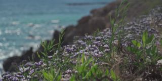 在塞浦路斯海岸野生生长的有翼地中海薰衣草。塞浦路斯帕福斯美丽的海岸线，五月盛开着紫色的花朵。帕福斯岩石海岸上紫色的野花
