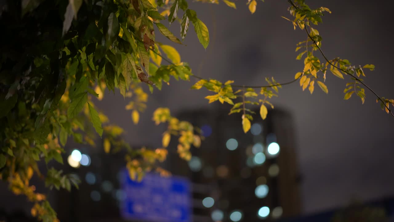 街灯和灯光穿过树叶