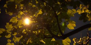 街灯和灯光穿过树叶