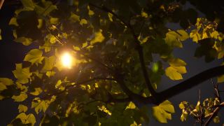 街灯和灯光穿过树叶视频素材模板下载