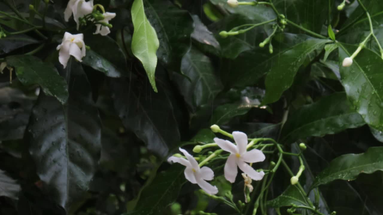 下雨天，雨点落在茉莉花的白花上