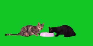 两只猫在绿色屏幕上吃猫食