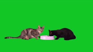 两只猫在绿色屏幕上吃猫食视频素材模板下载