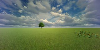 夏天绿色草地上的一棵孤独的树，高速摄像机