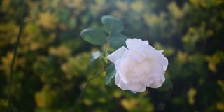 一株白玫瑰在风中摇曳的特写