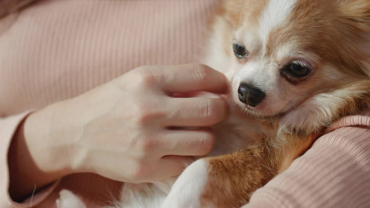 照顾好我可爱的宠物