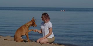 法老王养了一只灰狗，它的女主人在大自然中玩耍和散步。海滨。白天的蓝天。动物和人类之间的友谊。