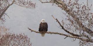 暴风雪中的树枝上的鹰
