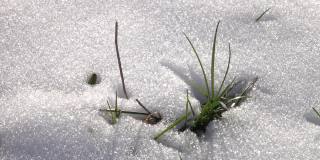 小草，在雪地里发芽