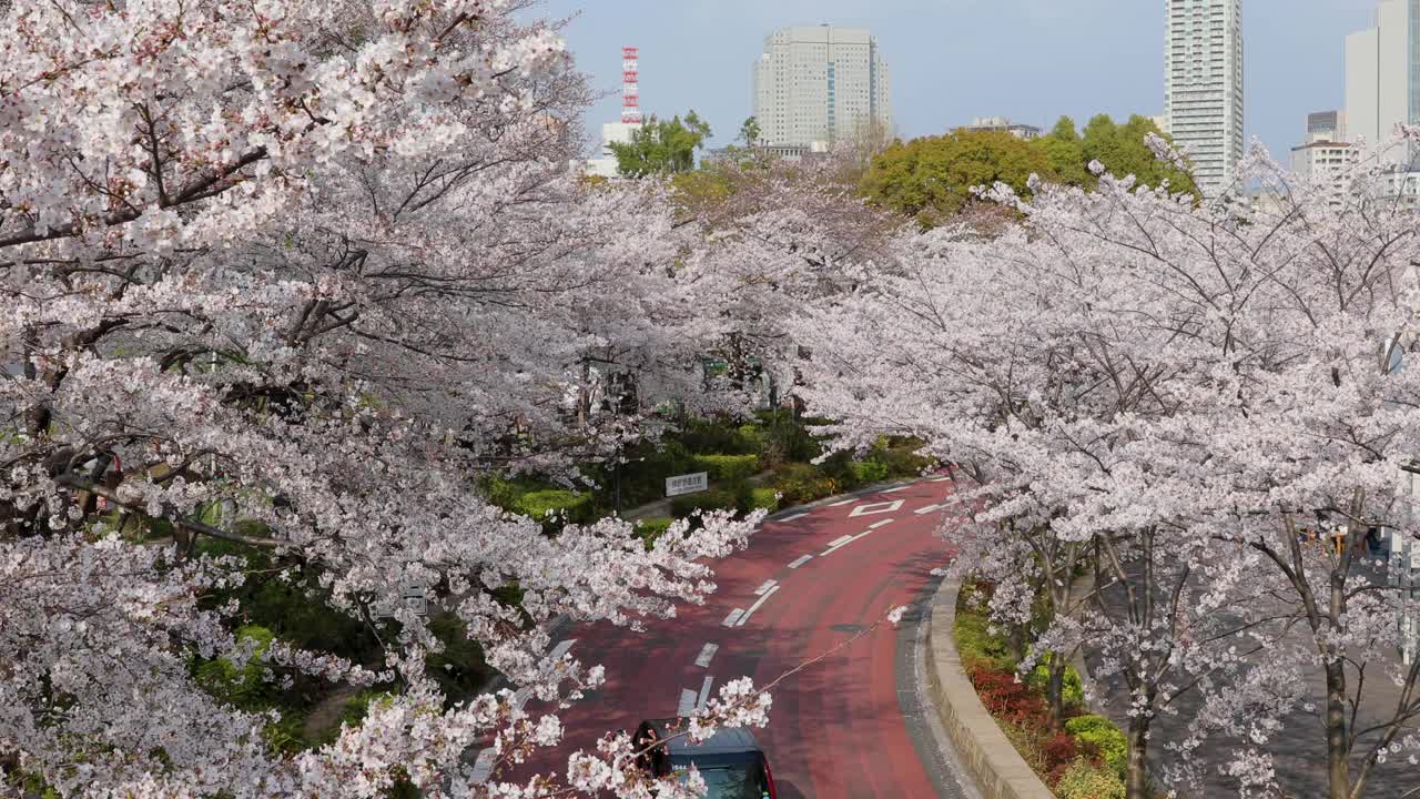 东京的樱花