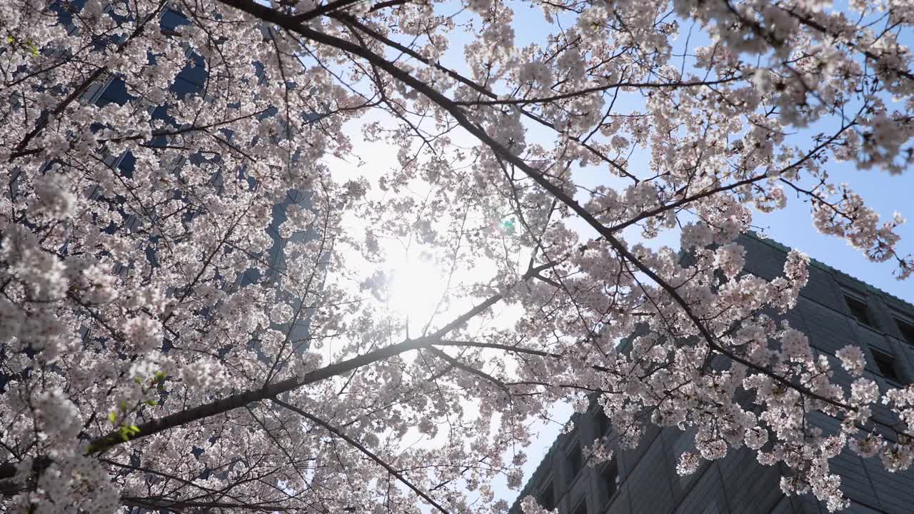 东京的樱花