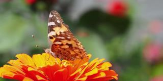 橙色的花朵上有一只美丽的蝴蝶，翅膀被撕裂了。一只美丽的黑橙相间的蝴蝶坐在鲜艳的橙色百日菊上喝着花蜜