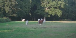 一群漂亮的农场马在草地上吃草。牧场位于法国布列塔尼地区。布列塔尼的农业、工业马匹饲养和生产。马的牧场。农场和农业。畜牧业