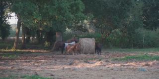 法国布列塔尼地区以农业、畜牧业和马匹养殖为主题。布列塔尼马在草地上吃草。法国马在村庄里吃草。欧洲北部的农业、农村经济