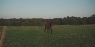 一群漂亮的农场马在草地上吃草。牧场位于法国布列塔尼地区。布列塔尼的农业、工业马匹饲养和生产。马的牧场。农场和农业。畜牧业