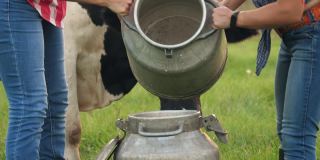 牛奶新鲜。特写镜头。在绿色的草地上，两名女农民正在往牛奶罐里倒新鲜牛奶，背景是一头奶牛。挤奶。奶牛场。乳制品。农业