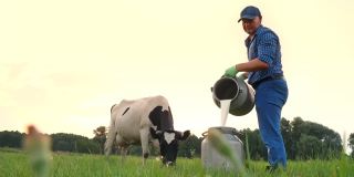 牛奶新鲜。在绿色的草地上，法默正在把鲜奶倒进一个罐子里，背景是一头奶牛。挤奶。奶牛场。乳制品。农业