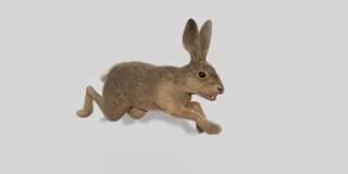 3D跑兔，循环，透明的背景，动画