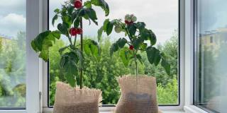 女性手收番茄，植物生长在窗台上。公寓的家庭花园