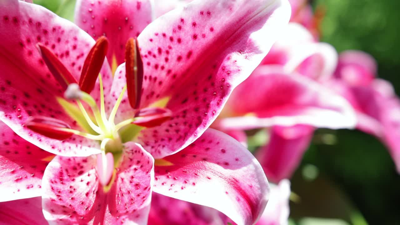 夏天花园里粉红百合的特写镜头