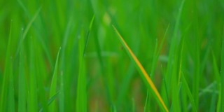 印度古吉拉特邦乡村草地上的草叶慢动作绿色背景，草甸自然概念的鲜绿色种植园，农业农场的小稻田树