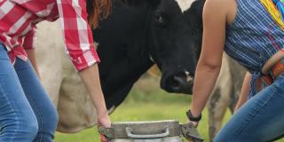 牛奶新鲜。特写镜头。在绿色的草地上，两名女农民正在往牛奶罐里倒新鲜牛奶，背景是一头奶牛。挤奶。奶牛场。乳制品。农业