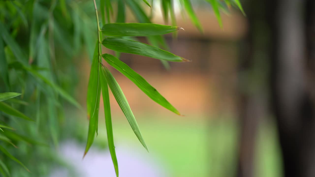 接近竹叶和树枝在雨后模糊的背景。