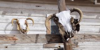 亚利桑那州66号公路Hackberry杂货店外的公牛头骨