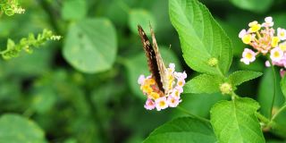 蝴蝶吮吸花蜜在西印度兰塔纳花