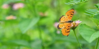 黄褐色的科斯特蝴蝶在西印度群岛的兰塔纳花上吮吸花蜜