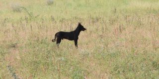 一只深黑色的宠物狗站在田野里