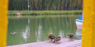 生活在公园里的野鸭，在城市公园的河岸上携带着鸟绒毛的野鸭是感染的携带者，这对公园里的人和其他鸟类构成了危险