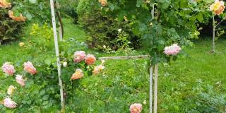4k视频，风摇着一朵美丽的粉红色玫瑰，玫瑰生长在花园棚架上的攀缘灌木上——美丽的户外自然之旅