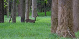一只白尾鹿(Odocoileus virginianus)在森林草地上抬头看着一只年轻的雄鹿走过的场景。