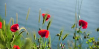 红色的罂粟花和绿色的草在日落的海洋背景。美丽的田野猩红罂粟花与选择性焦点。柔和光线下的红色罂粟花。满是红色罂粟花的空地。软焦点模糊。罂粟花sp