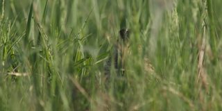 白俄罗斯，繁殖季节的大沙锥鸟