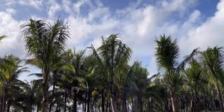 海南三亚热带绿色景观的延时摄影