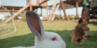 可爱的毛茸茸的兔子特写农场狗正在看兔子在背景。复活节